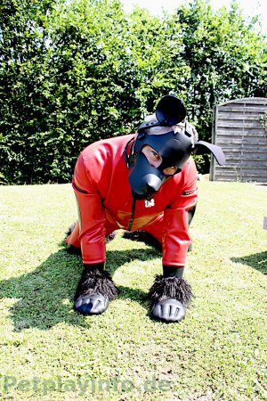 ©Hermes Hund im Garten